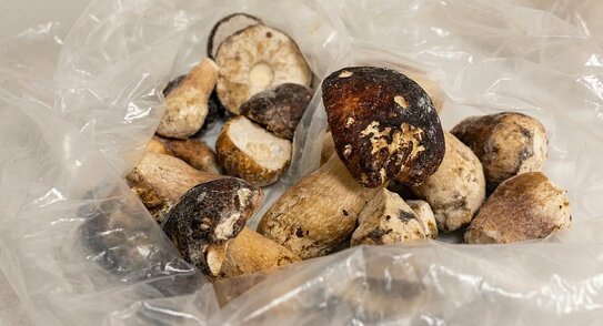 Откуда взялась ртуть в замороженных белых грибах, пояснили специалисты - фото