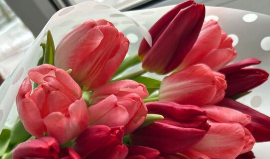 Тамбовские тюльпаны в преддверии 8 марта решили продавать по минимальной стоимости