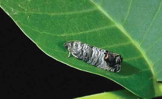 У яблонной плодожорки есть троянский конь проникновения в сады - фото