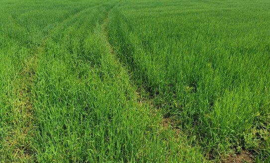 Единая цифровая платформа АПК заработает до конца 2026 года