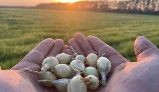 Чувашский лук-севок неизменно пользуется спросом на мировом рынке