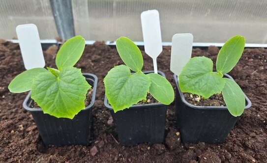 Когда сажать огурцы на рассаду - фото