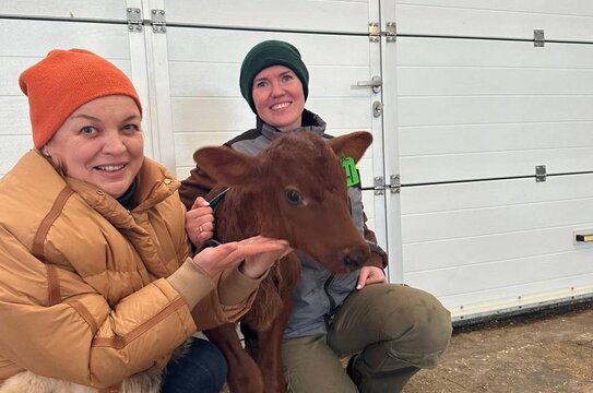 Первые российские телята «из пробирки» отлично развиваются