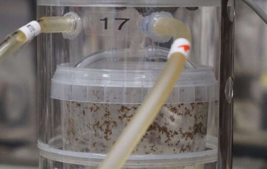 Как понять выброс парниковых газов от насекомоводства черной львинки - фото