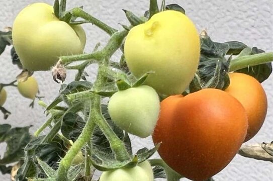 Психоактивный урожай: ученые разбираются с остатками фармы в сельхозкультурах на сточном орошении - фото