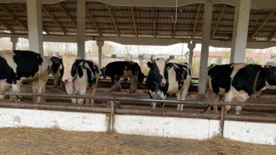 Изъятие скота в Новосибирской области прокомментировал начальник Управления ветеринарии региона  - фото