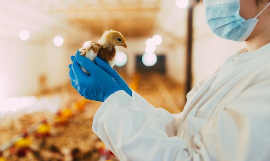 Новая вакцина «ВНИИЗЖ» защищает домашнюю птицу от аденовирусных инфекций