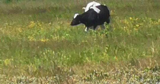 Новые правила противоаварийного выпаса КРС приняли в Астраханской области