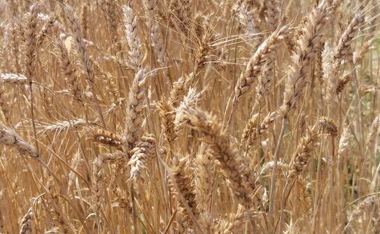 Цены на пестициды в Индии подскочат на 20-25% в текущем сезоне