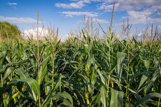 Когда сеять кукурузу: как определить оптимальный срок и не потерять урожай