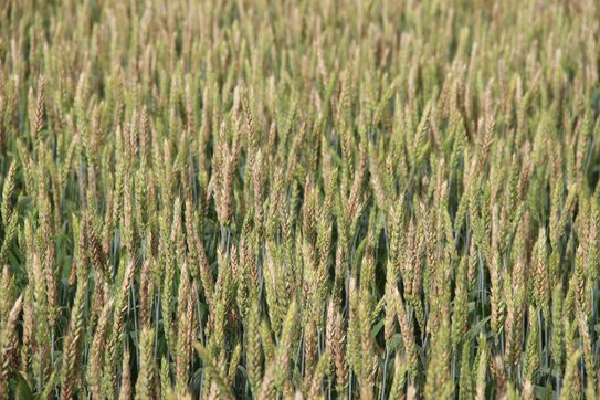 Болезни колоса и способы защиты - фото