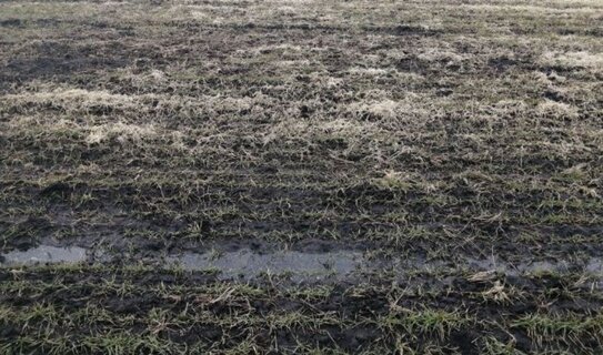 Правила безопасности для озимых: ищите снежную плесень