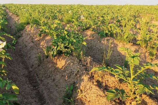 Запрет на метрибузин в ЕС сильно ударил по фермерам. Как теперь защитить картофель и сою?