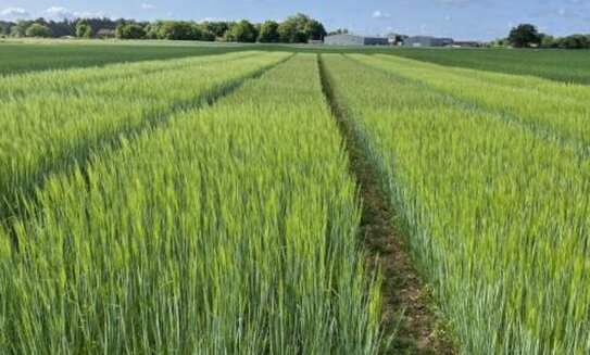 Первой культурой для продажи в рамках новой британской системы регулирования точной селекции стал ячмень