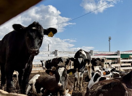 Мошенники обманывают животноводов под видом запросов Росстата - фото