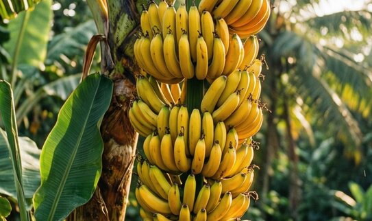 Сочи: аналитика по субтропическим культурам