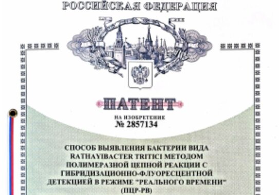 ВНИИКР получил патент на изобретение способа идентификации возбудителя желтого слизистого бактериоза пшеницы