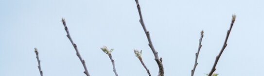 Первая подкормка яблони весной