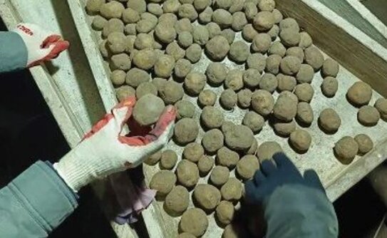 Приморское семенное хозяйство выращивает новые для региона сорта картофеля Лабелла и Краса Мещеры - фото