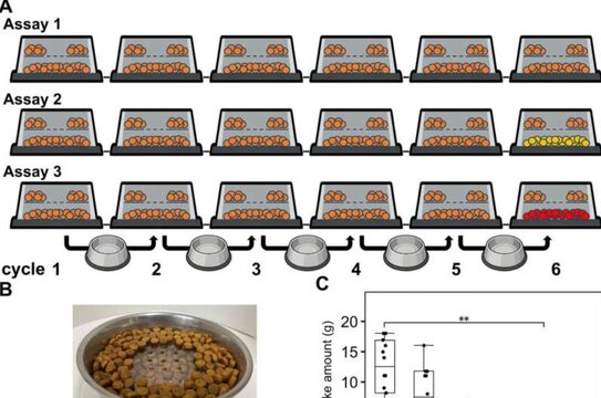 Почему кошки часто оставляют еду недоеденной? Дело не только в сытости - фото