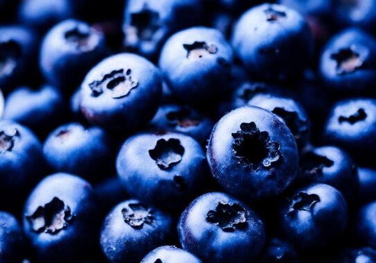 Регуляторы роста для голубики приносят пользу только при правильном питании культуры - фото