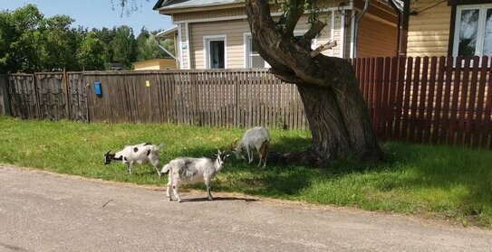 Как защитить козу от клещей