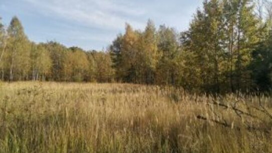 Штраф за зарастание сельхозугодий сорняками можно выплатить досрочно со скидкой