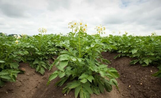 Голландский картофель с геномным редактированием на устойчивость к фитофторе снова отправляется в поле - фото