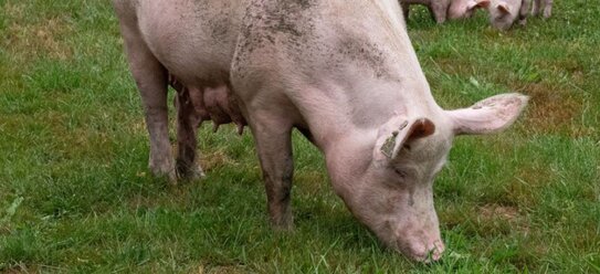 Африканская чума свиней: новая модель для оценки передачи инфекции между домашними свиньями и дикими кабанами