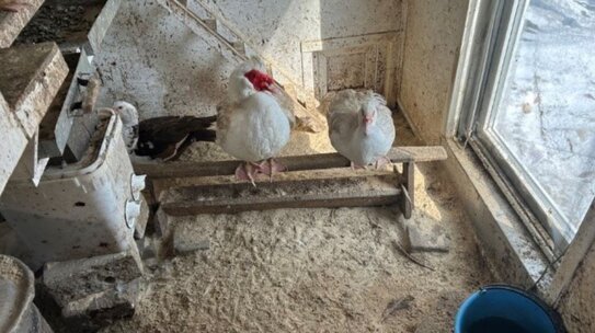 Утиная месть: житель коттеджа нажаловался на соседку с птицами в Россельхознадзор - фото