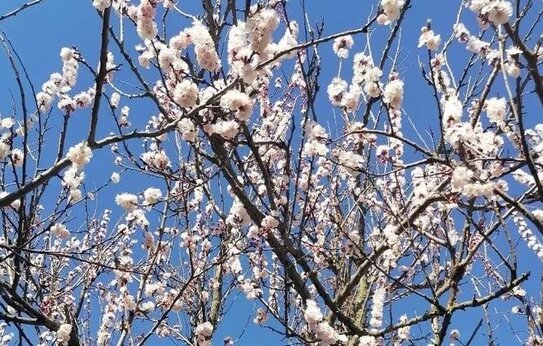 Хрупкая красота весны: как холода на Донбассе влияют на цветение абрикосов