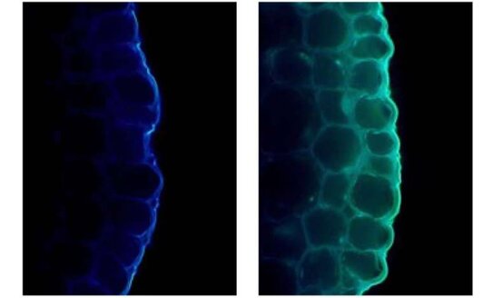 Белый свет подал идею нового подхода в селекции на примере гороха