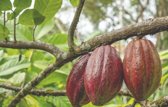 Спасать деревья какао от засухи будут эндофитные грибы кактусов