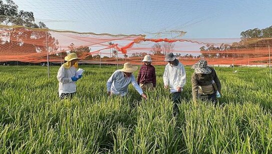 Как окультуренный рис потерял ген устойчивости к бактериальному ожогу: можно вернуть?