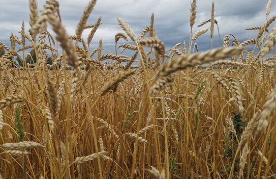 Семенным заводам в России могут провести государственную инвентаризацию