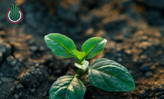 Агрохимики внесут свой вклад в возрождение заброшенной пашни в Брянской области