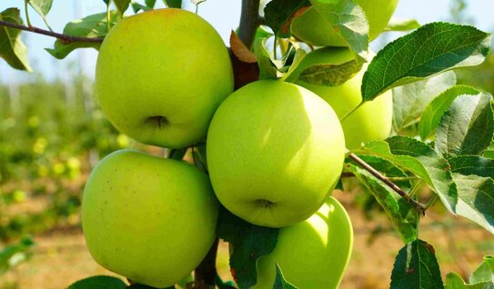 На Кавказском инвестиционном форуме Дагестан представят 2 сельхозпредприятия