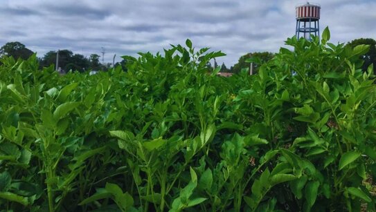 Сорт картофеля с двойной устойчивостью к вирусам, наиболее часто поражающим урожай, создали аргентинские ученые