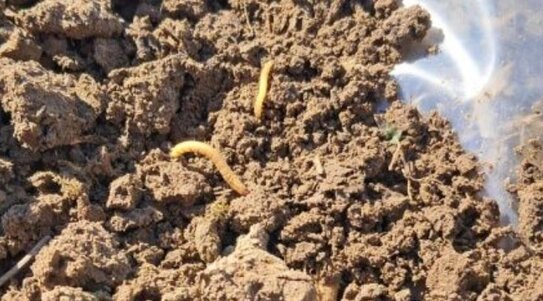Каких насекомых проволочники боятся больше всего - фото