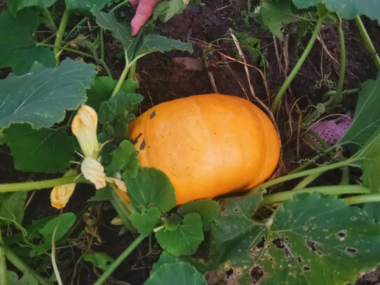 Как правильно высадить тыкву в открытый грунт в мае: подробная инструкция и схема посадки