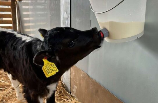 Достаточно ли кормить телят молоком по современным нормам, ученые выяснили по игре - фото