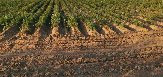 Застрахованные убытки картофелеводов и овощеводов ежегодно составляют более 100 млн рублей