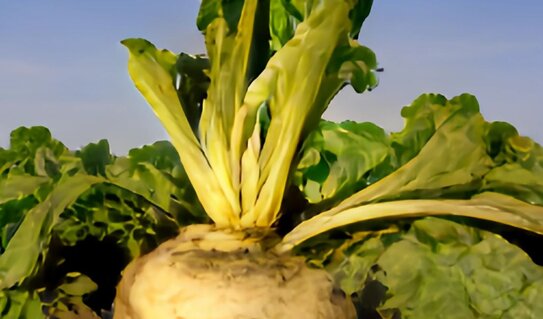 В Германии запустили новую выставку инноваций для выращивания сахарной свеклы