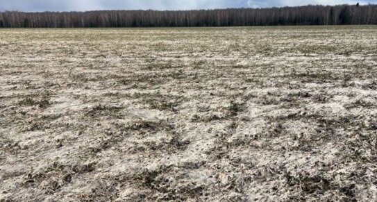 В Марий Эл посевы озимых зерновых и рапса заболели из-за переувлажнения почвы - фото