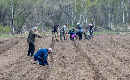 Приморье формирует собственную лесосеменную базу с кедровым изобилием