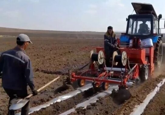 Больше картофеля сажают в этом году в Забайкалье