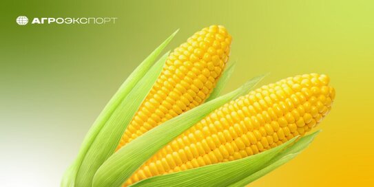 Экспорт российской кукурузы за первый квартал 2026 года увеличился на 55% в денежном выражении