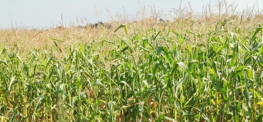 Кукурузное масло по новому ГОСТу обеспечит гарантии полезности для здоровья