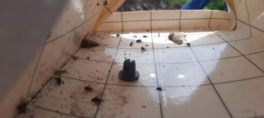 В Липецкой области в феромонные ловушки на сахарной свекле попались бабочки озимой совки