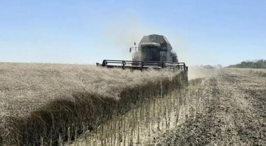 Ставропольские аграрии намерены собрать больше озимого рапса в этом году